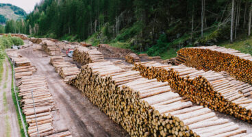 A Next Generation Disposition Tool for Wood Piles