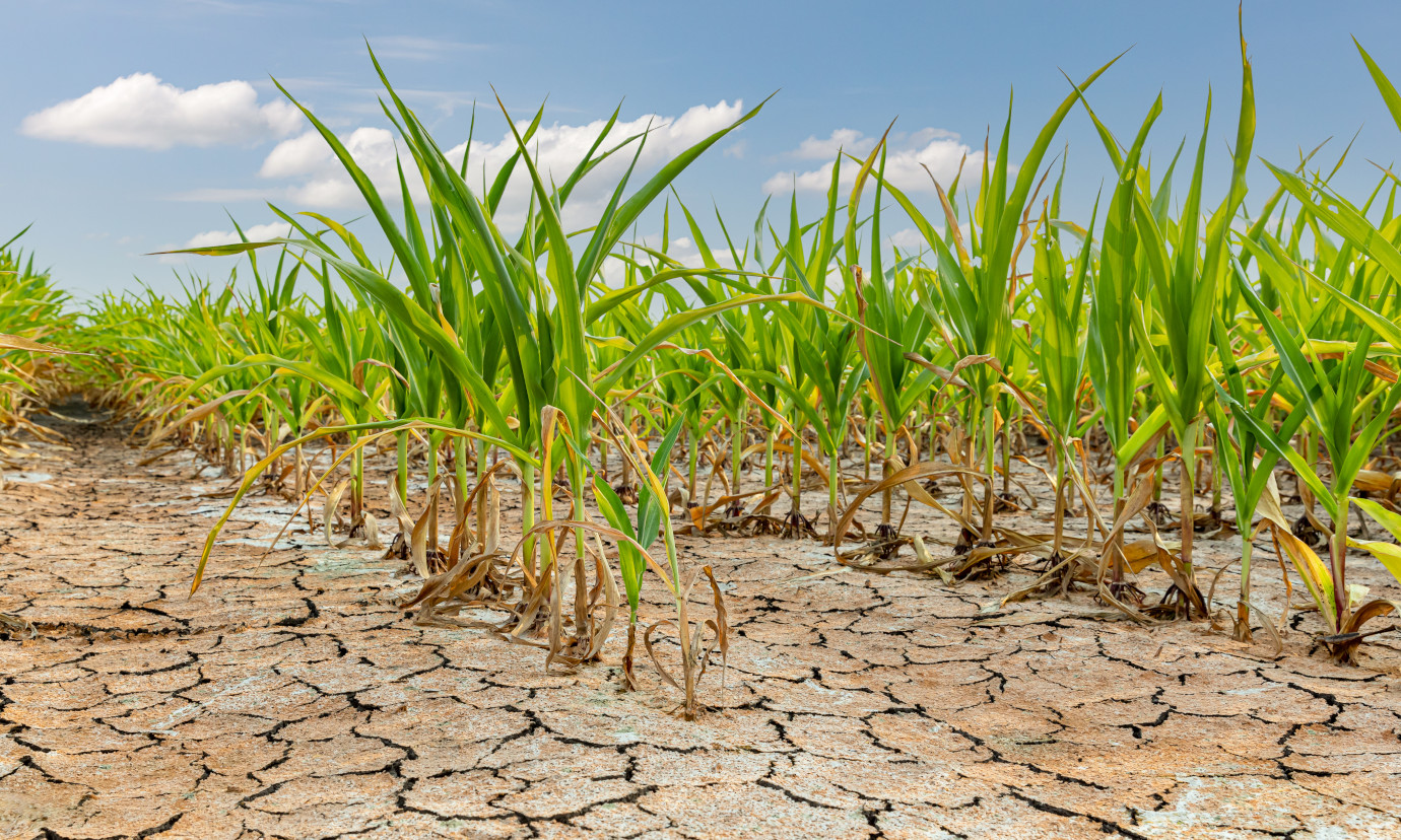 Environmental Data Management 
