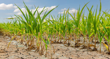 Web-based Agricultural Information System (WebAIS) for Bangladesh