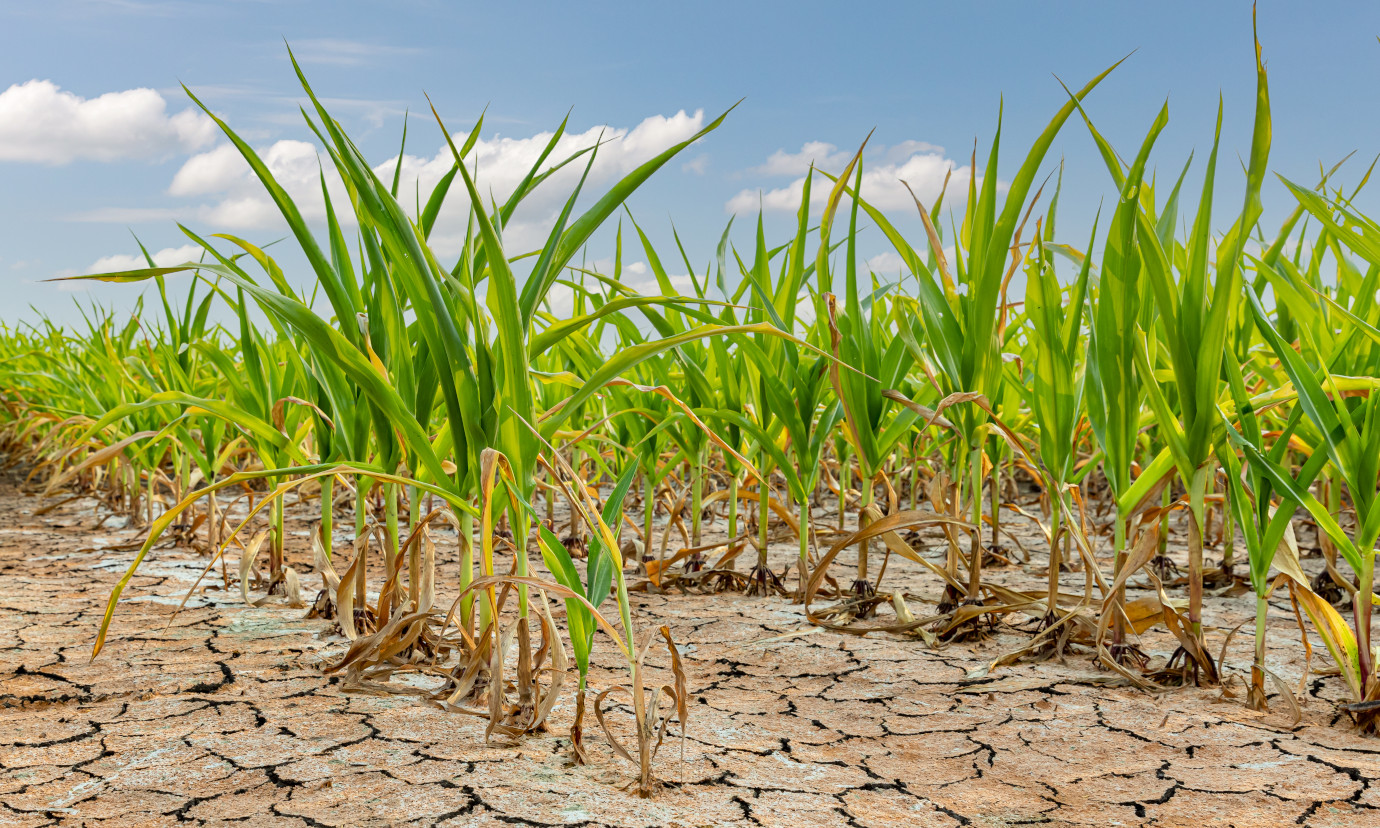 Web-based Agricultural Information System (WebAIS) for Bangladesh